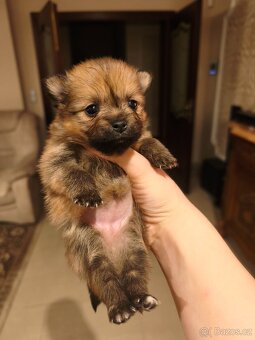 Štěňátko Pomeranian - 3