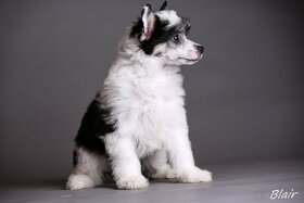 Čínsky chocholatý pes - šteniatka - 3