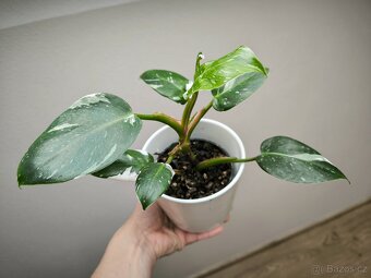 Philodendron White princess - 3