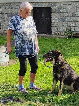 Daruji fenku křížence NO x labradora - 3