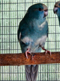 PRODÁM KAKARIKI RUDOČELÉ-MODRÁ STRAKA - 3