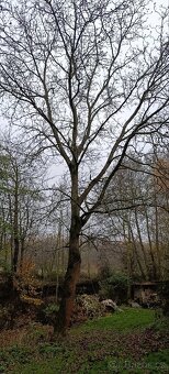 Kmeny ořešáku - 3