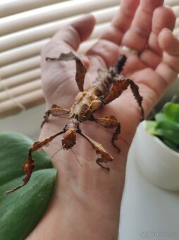 Strasilka australska - 3