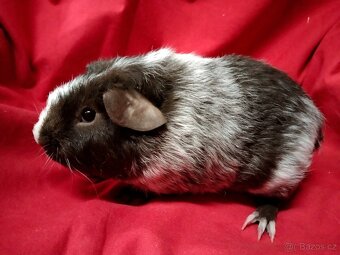 Morče 2x dalmatin, skg, sourozenci - 3