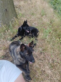 Německý ovčáci bez PP - 3