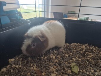 Daruji US teddy morče - 3