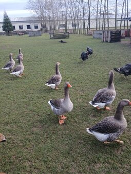 Prodám husy - Landéská - 3