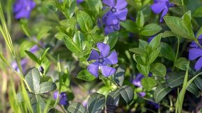 Ostřice, ibišek, huseník, orlíček, břečťan, touleň... - 3