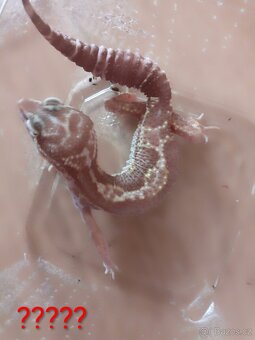 SLEVA - Gekončík noční ( Eublepharis macularius ) - 3