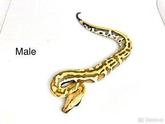 Krajta pestrá - Python brongersmai - 3