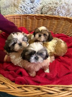 Štěňata Shih - Tzu - 3