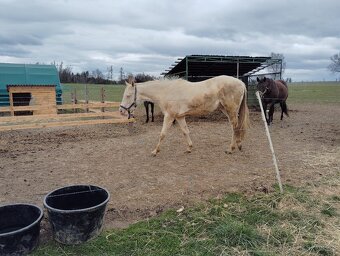 Quarter horse valach - 3