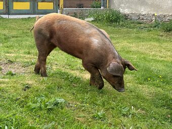Duroc-sviňka - 3