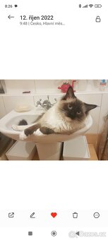 Nabidka krytí ragdoll seal mitted bez PP - 3