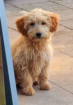 Goldendoodle F1 fenka - 3