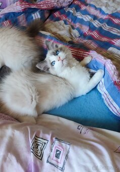 Ragdoll koťátka bez PP - 3