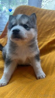 Prodáme štěnata husky bez pp - 3