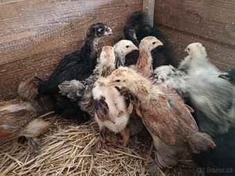 Prodám kuřata Brahmánka velká - 3