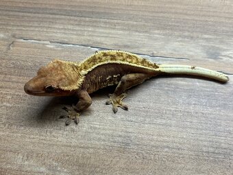 pagekon hrbolkohlavý,pagekon řasnatý - 3