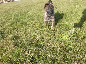 štěně - fenka - 3