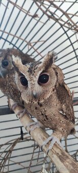 Výreček indický a jihoamerický - 3