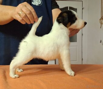 Foxterier hladkosrstý - 3