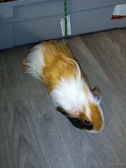 Morčata - samečci - 3