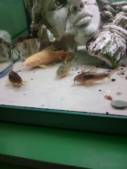 Pancerníčky a krunýřovce - 3