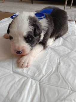 Border Kolie bez PP - 3