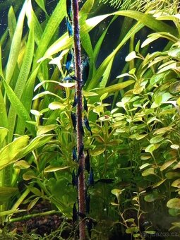 Krevetky neocaridina Blue dream - 3