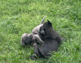 Cane corso bez pp - 3