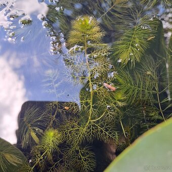 Utricularia australis, masožravá rostlina do jezírka - 3