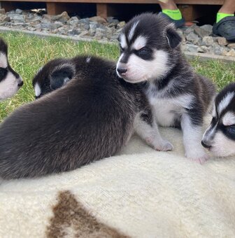 Sibiřský husky štěně - 3