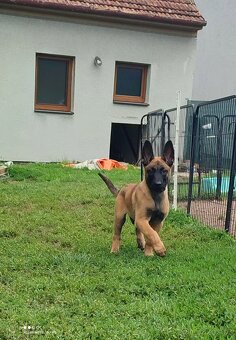 Belgický ovčák Malinois s PP Achilles - 3