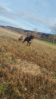 Cane Corso - 3