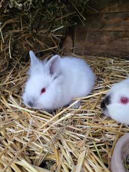 Zakrslý králík - 3