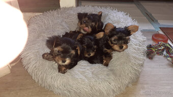 Jorkšírský teriér - 3