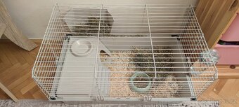 Morčátko + klec s vybavenim - 3