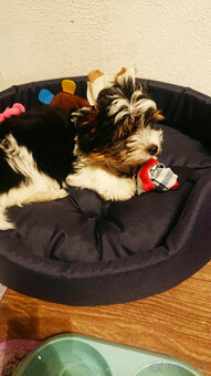 Jorkširský teriér BIEWER s PP - 3