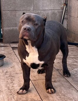 American Bully - 3