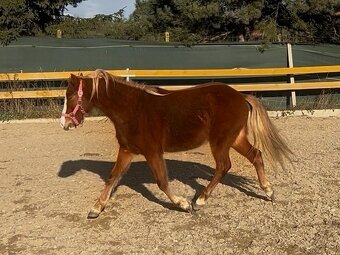 Líbivá roční pony klisna - 3