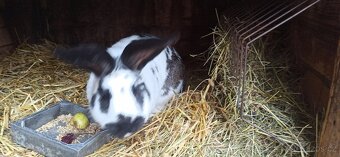 Německý obrovitý strakáč - 3