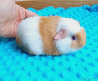 Morče - morčata - malý sameček z CHS - 3