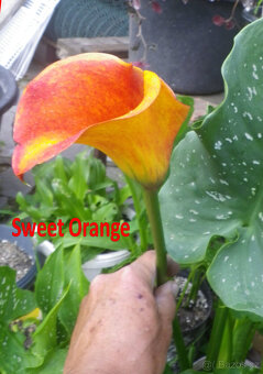 Calla - různé kultivary - 3