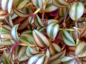 Voděnka Tradescantia zebrina „Superba“ - zakořeněné řízky - 3