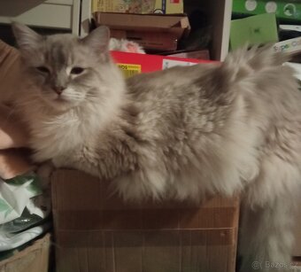 Ragdoll kocourek, půl roku. - 3