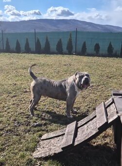 American bully xl - 3
