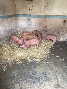 Selata Duroc - 3