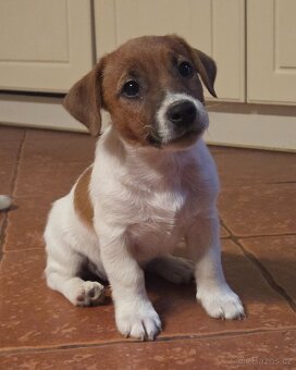 Jack russel terier s PP - 3