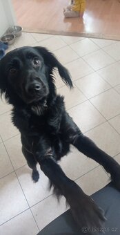 Labradorský retrívr - 3